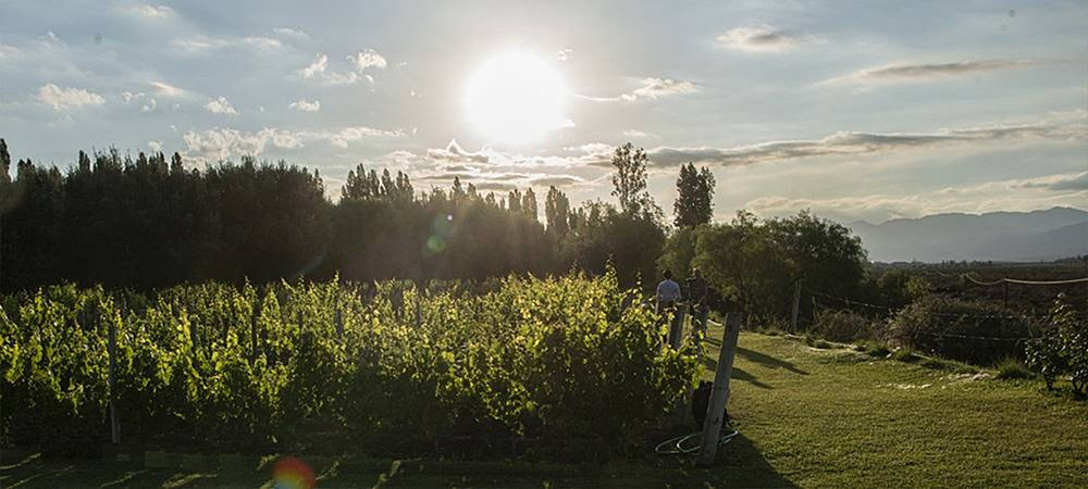 Az Achaval Ferrer egyik Finca ültetvénye