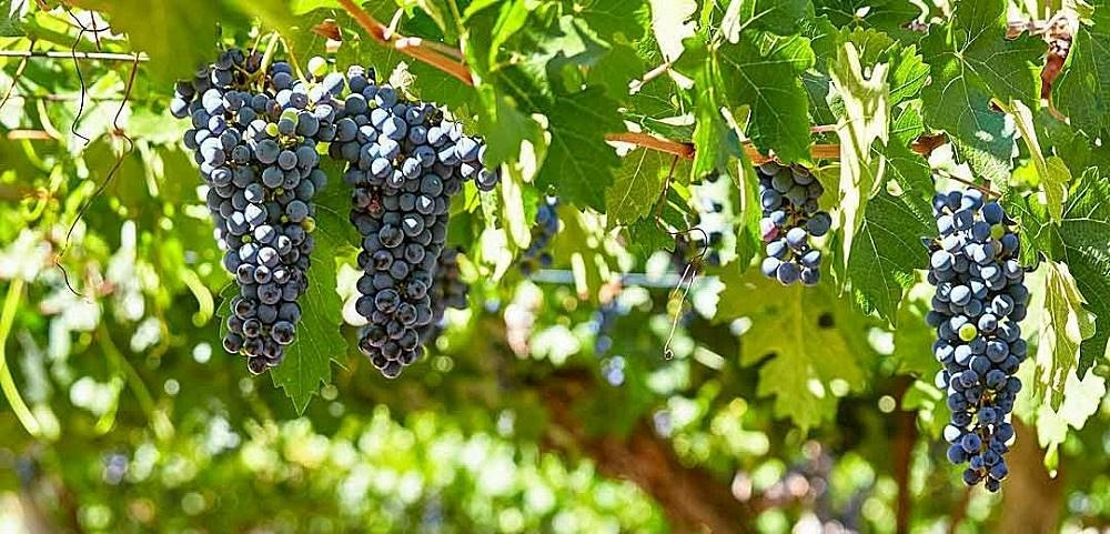 Argentína Mendoza malbec szőlő