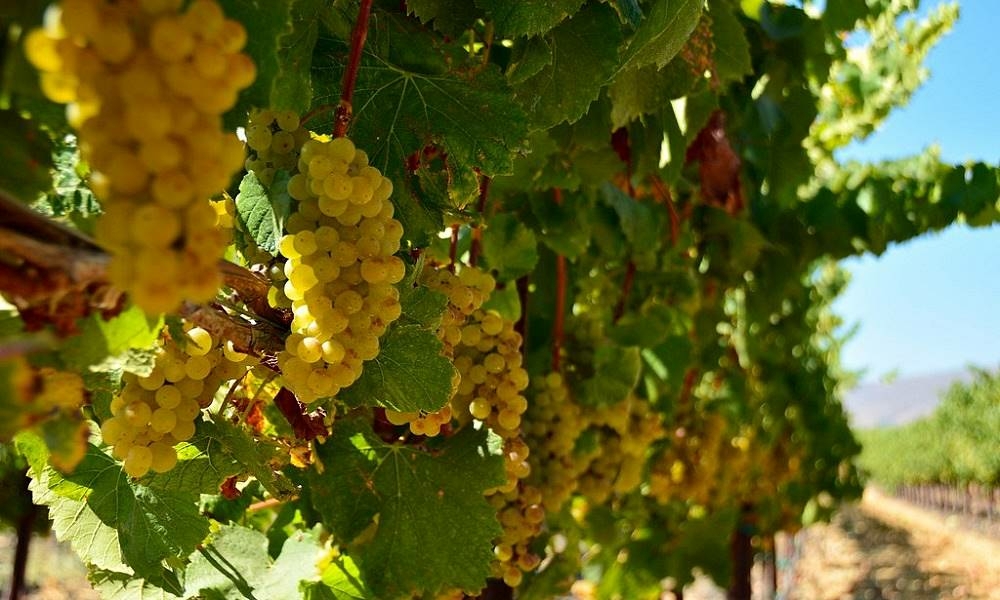 Kaliforniai chardonnay borszőlő