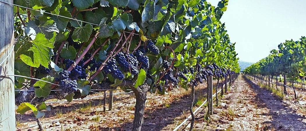 Chilei carmenere bor szőlő