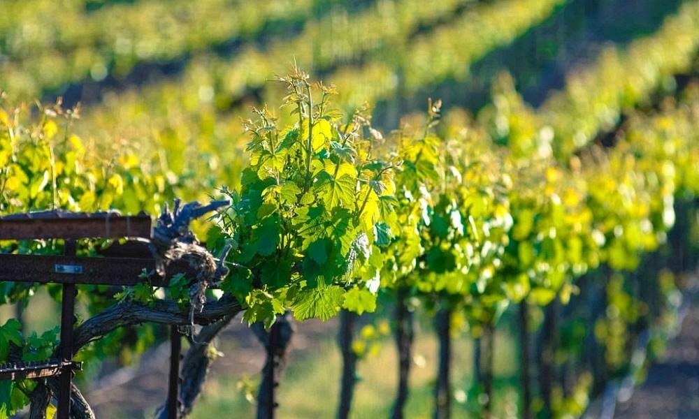 Kalifornia zinfandel borszőlő
