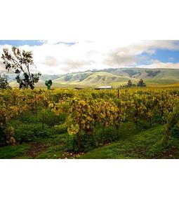 Kalifornia legjobb bora, a chardonnay