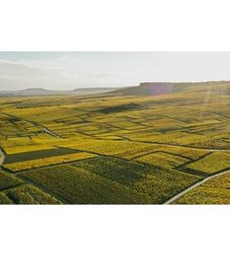 Betekintés a francia Champagne-ok világába