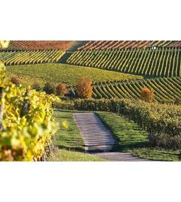 Spanyolország névjegye a Tempranillo bor Riojából